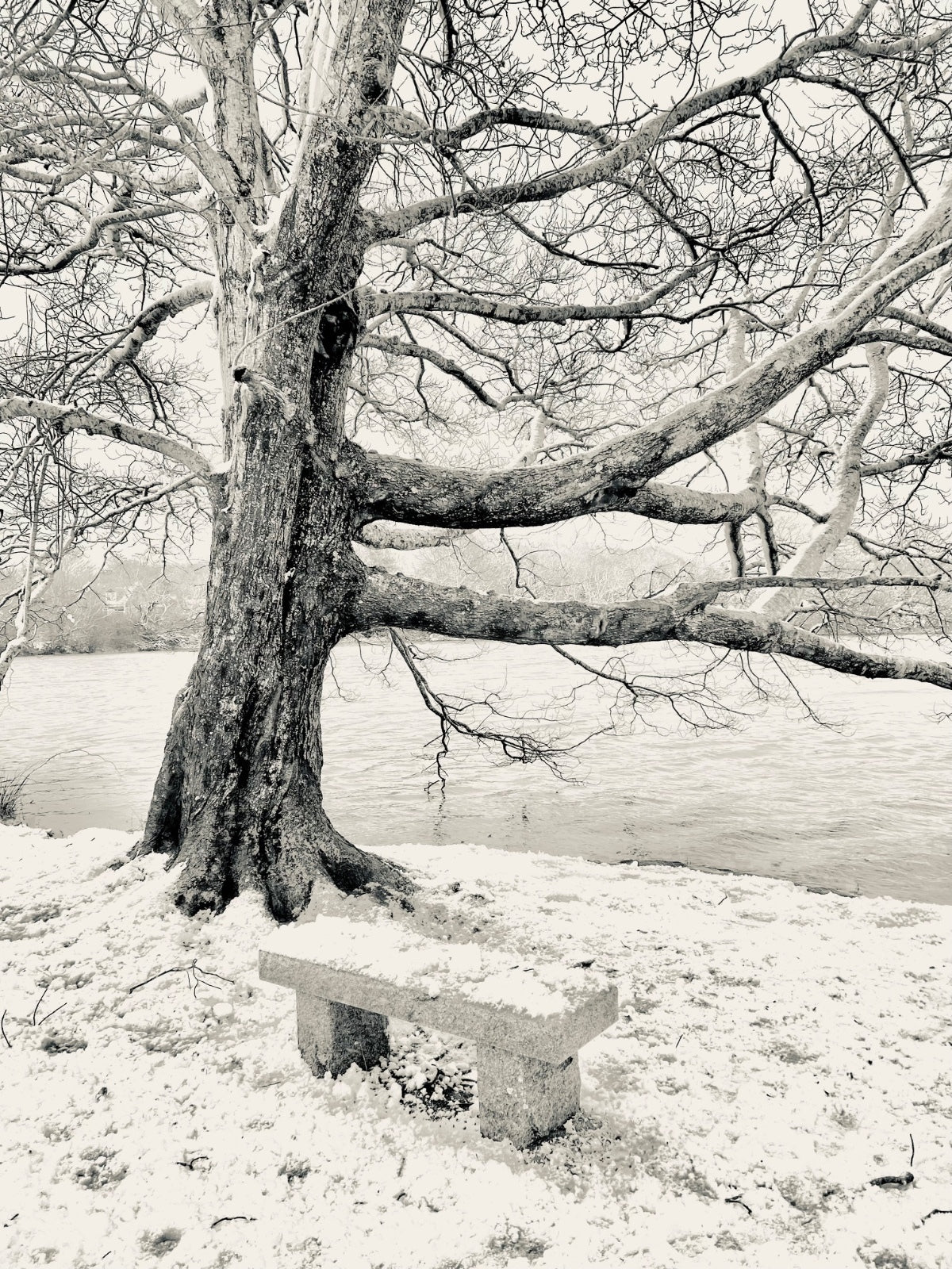 The Lonely Bench Photograph