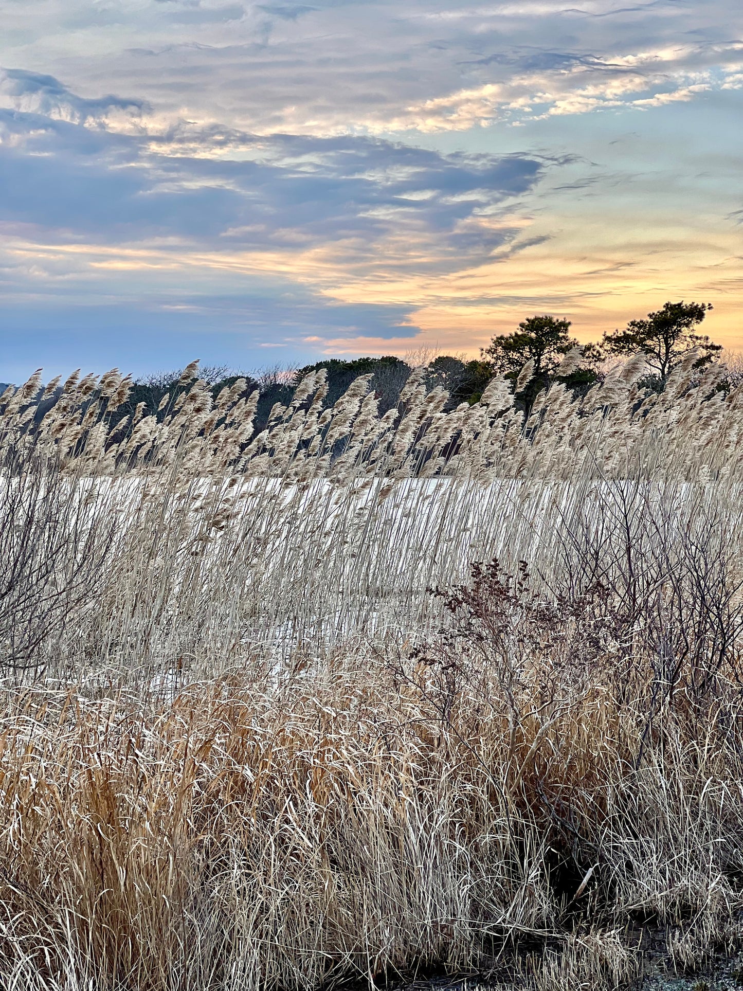 Golden Threads Photograph