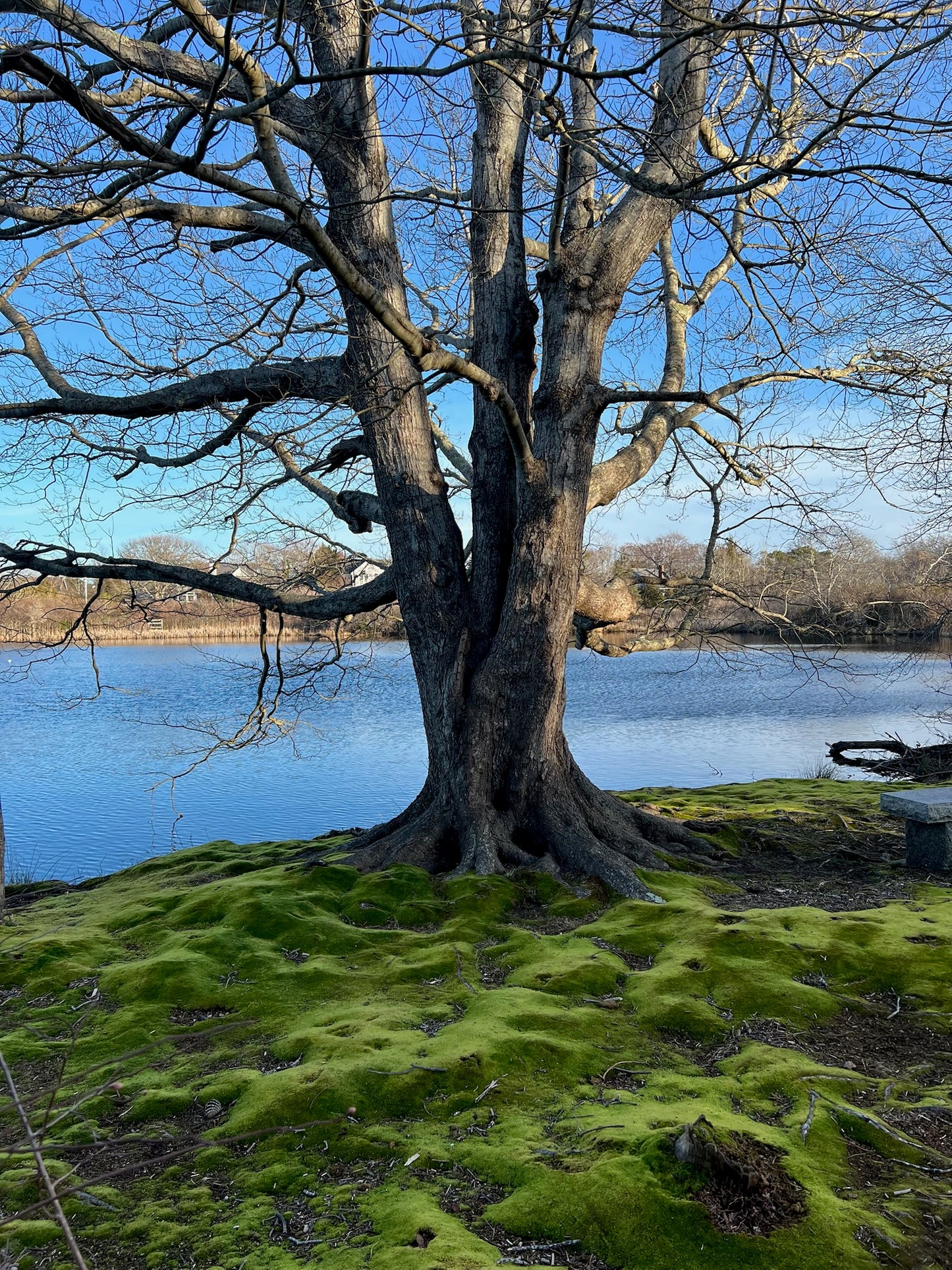 Emerald Roots Photograph