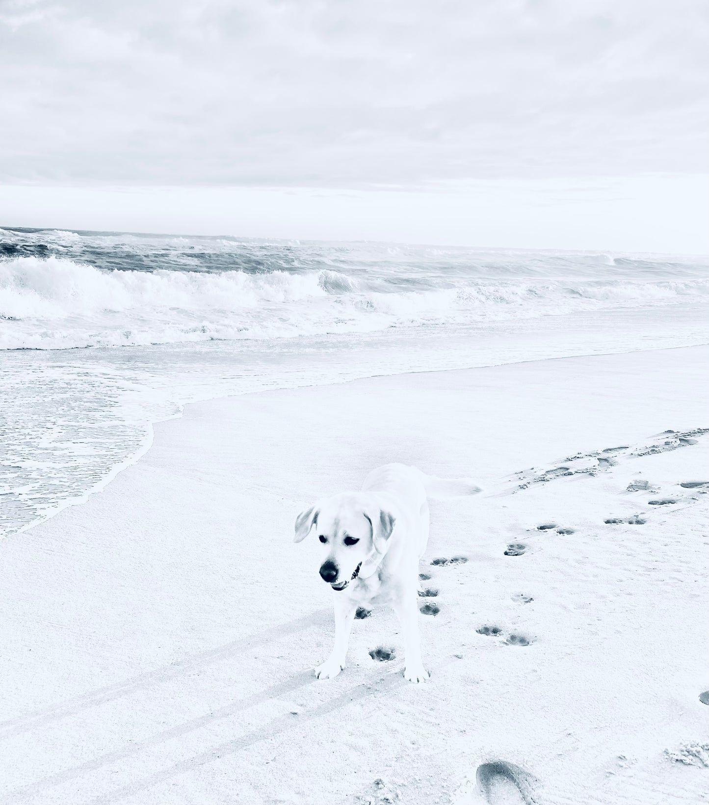 Tail Tides Photograph