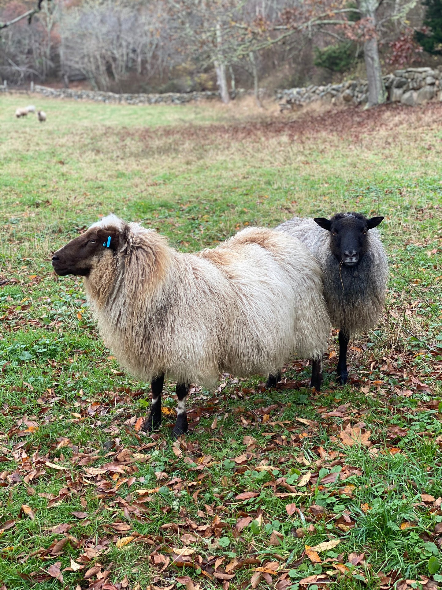 Sheepish Look Photograph