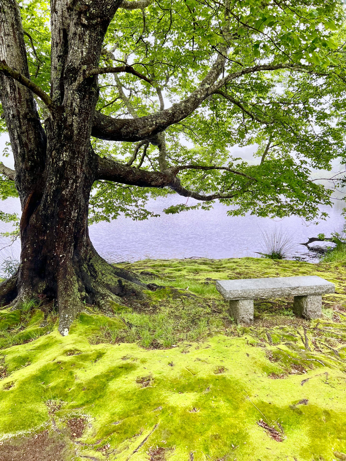 Creeping Carpet Photograph