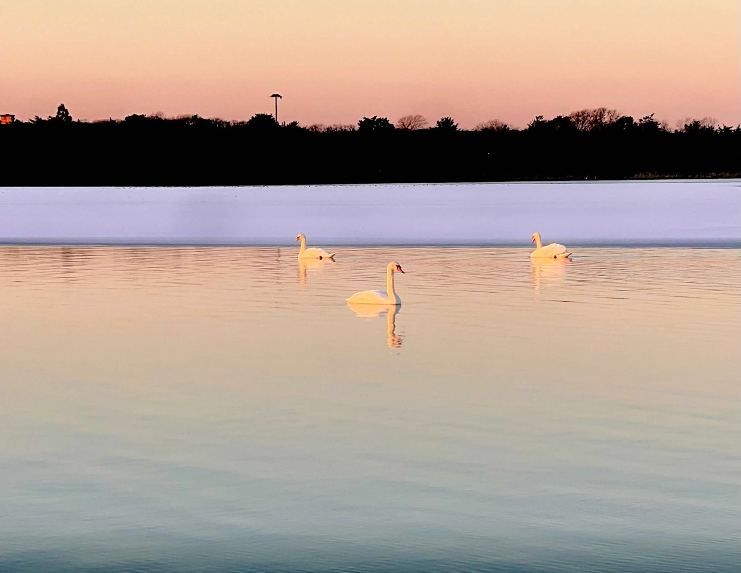 Frozen Elegance Photograph