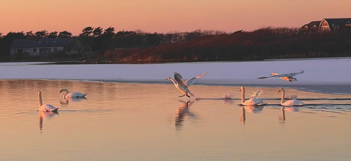 "Gilded Flight" Photograph in Metal Mounted Frame