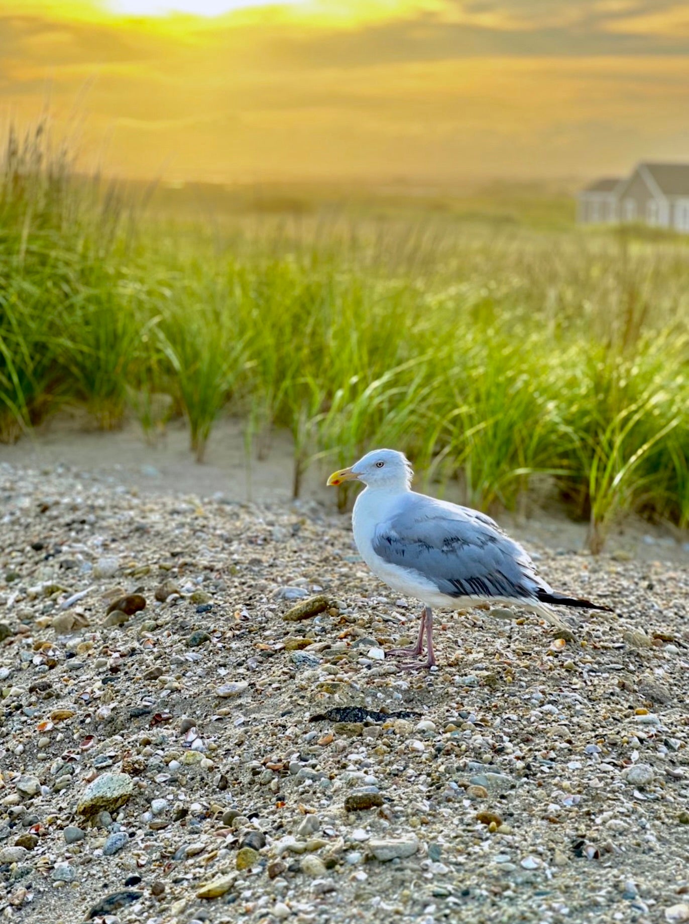 Dune Guardian Photograph