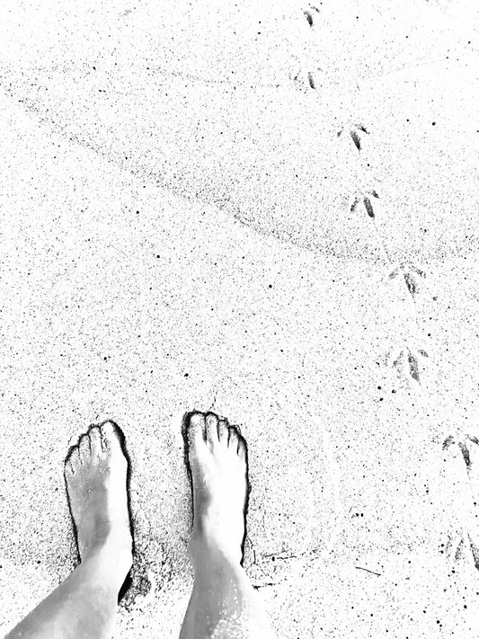 Whose Tracks Photograph