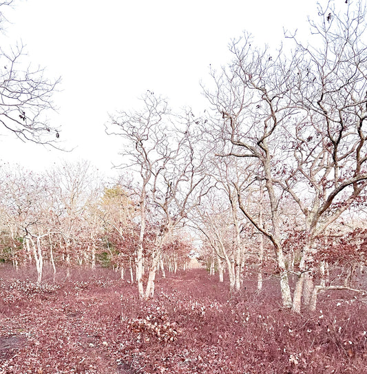 The Haunted Woods Photograph