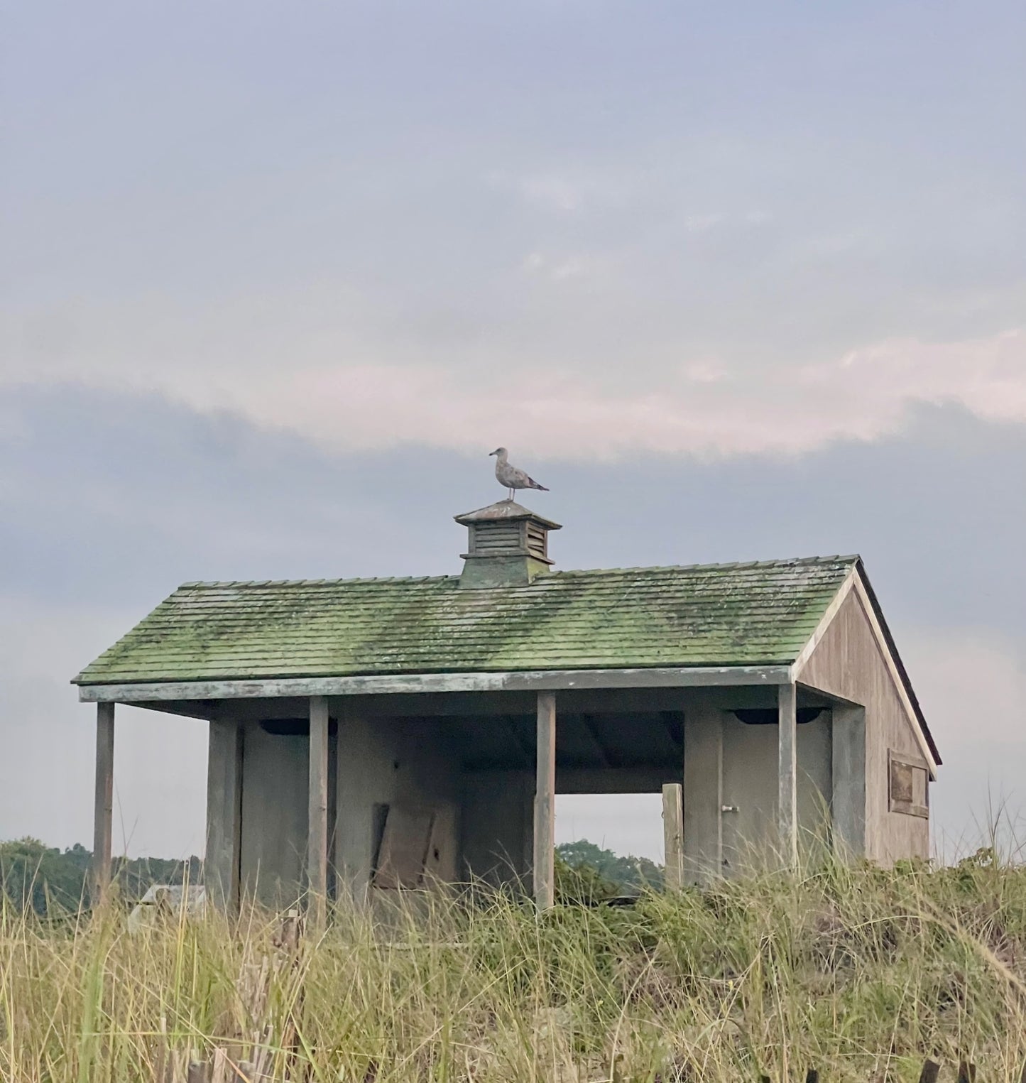Gull on Guard Photograph