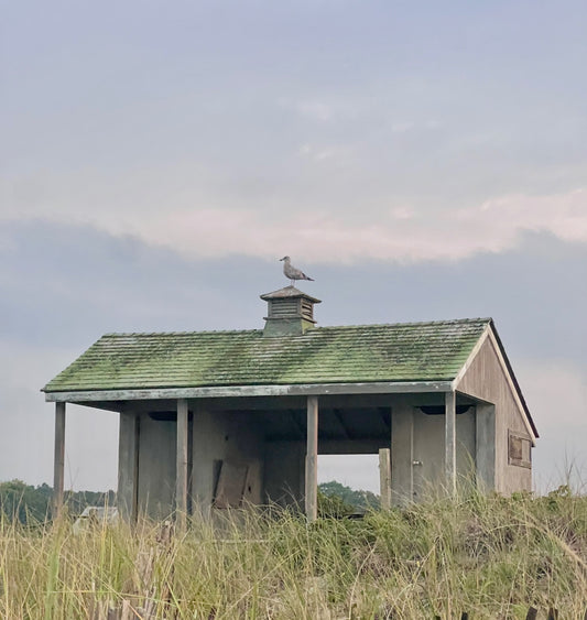 Gull on Guard Photograph