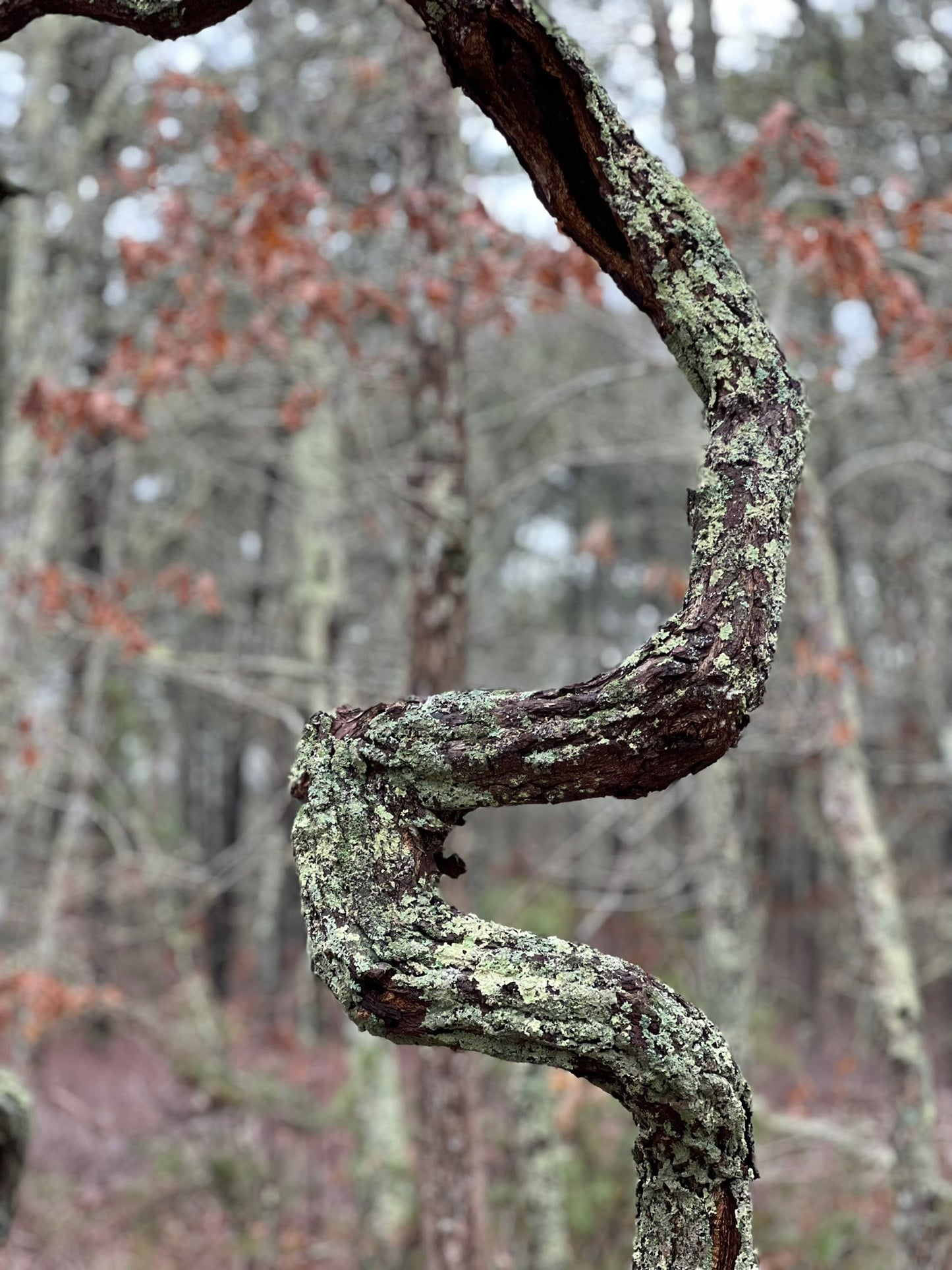 Artseetree Photograph