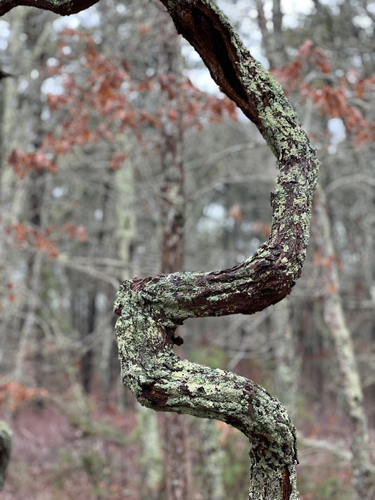 Artseetree Photograph