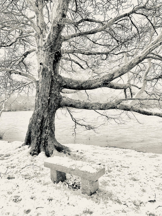 The Lonely Bench Photograph