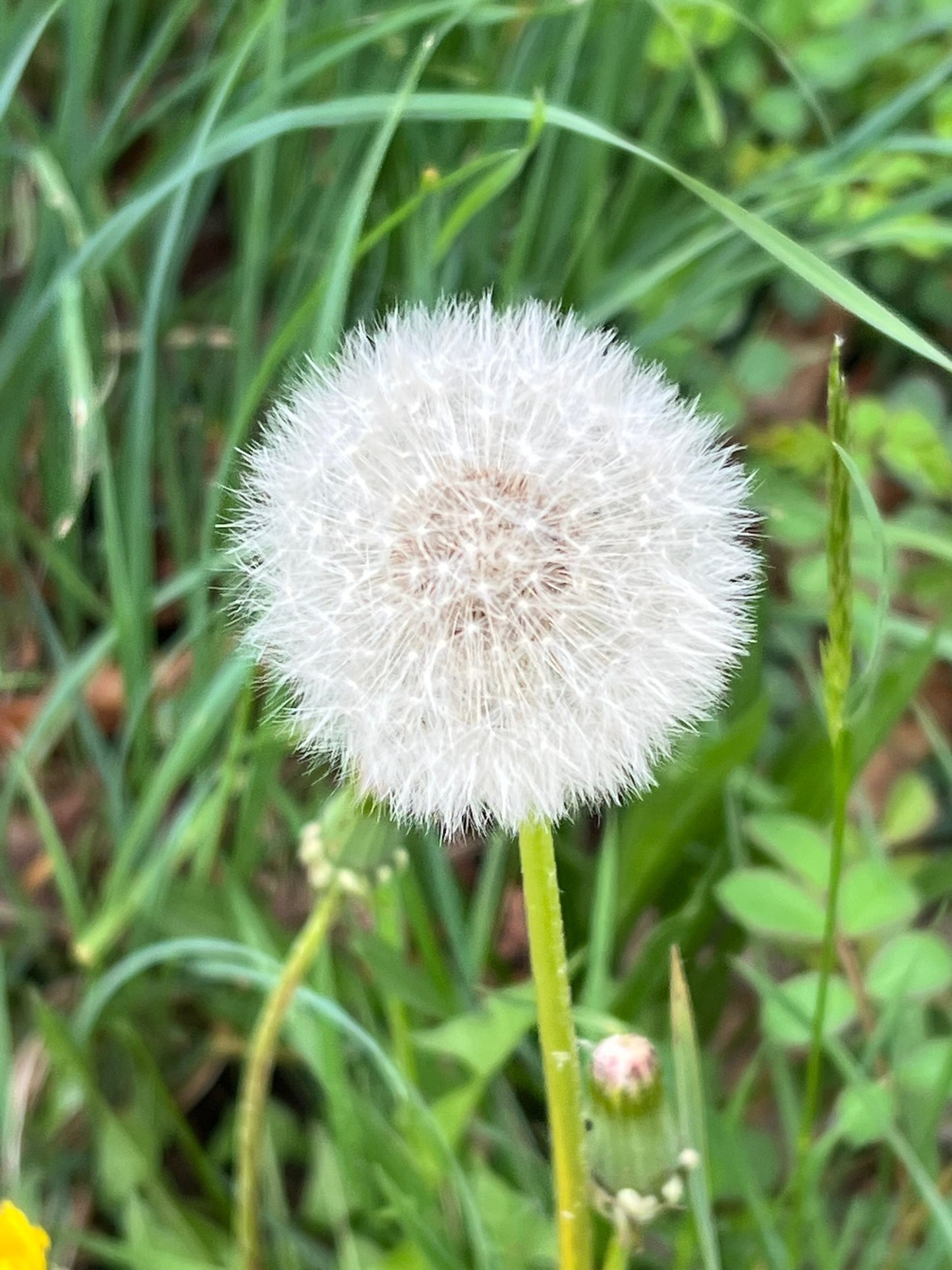 Wish Upon a Seed Photograph