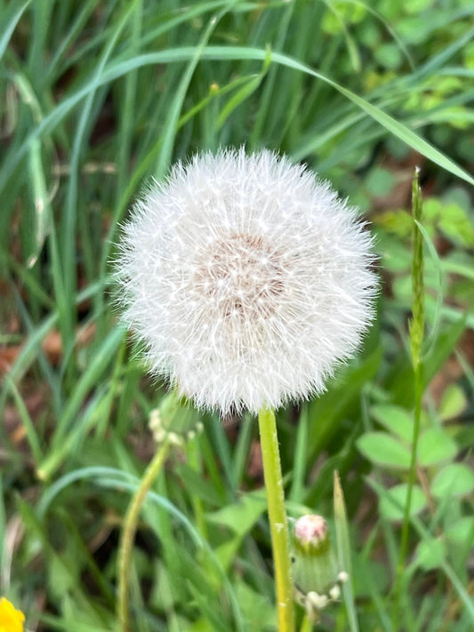 Wish Upon a Seed Photograph