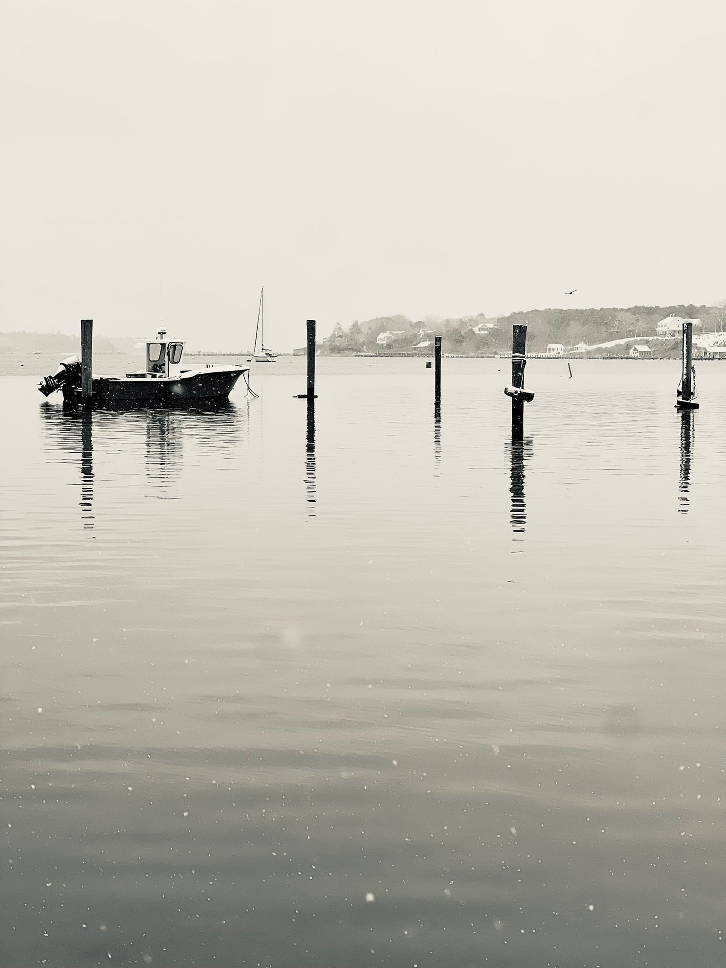 Snow's Solitude Photograph