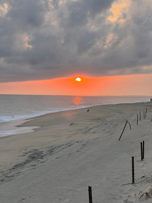 Feathered Witness Photograph