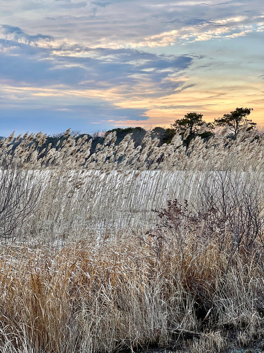 Golden Threads Photograph