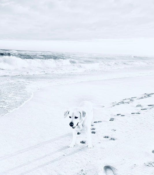 Tail Tides Photograph