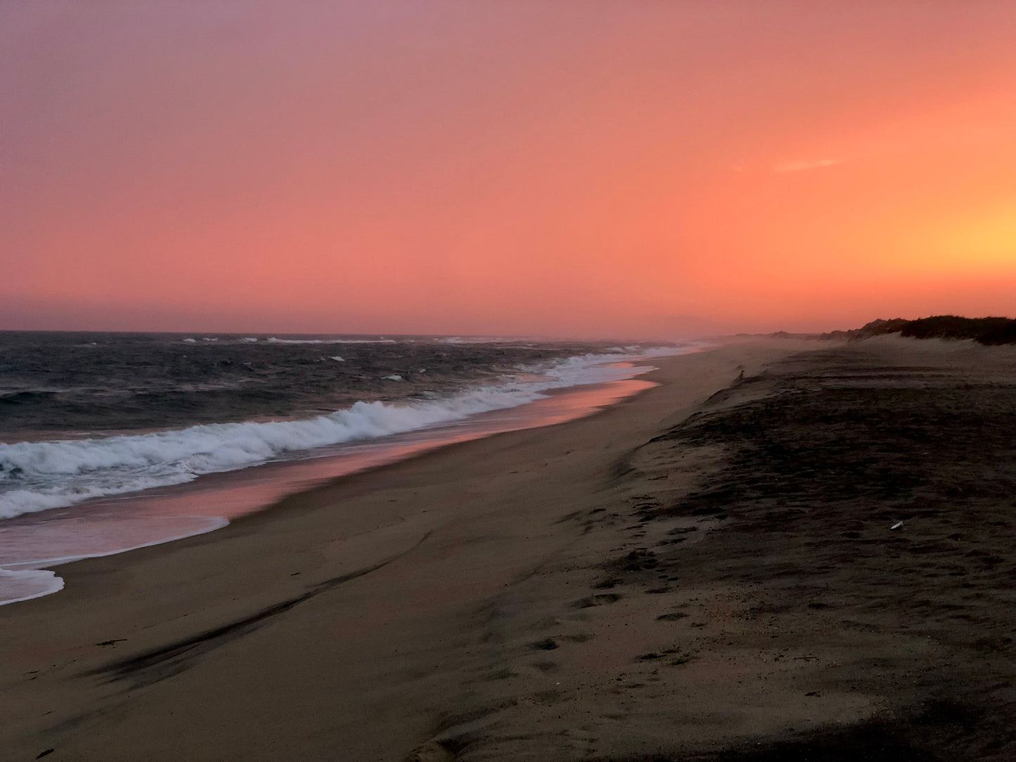 Peach Blush Photograph