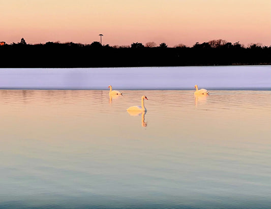 Frozen Elegance Photograph