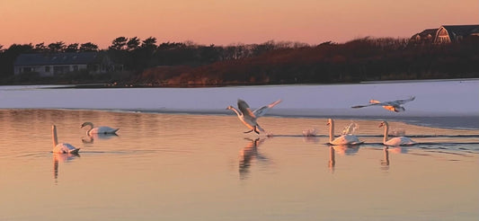 "Gilded Flight" Photograph in Metal Mounted Frame