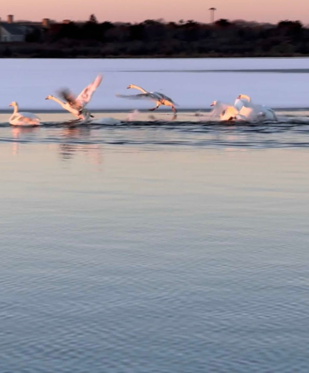 Road Runner Photograph