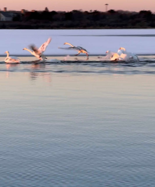 Road Runner Photograph