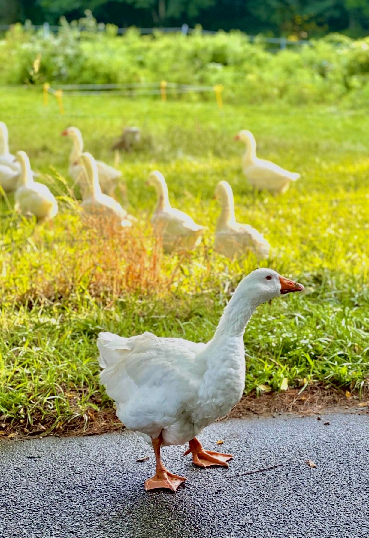 Webbed Watcher Photograph