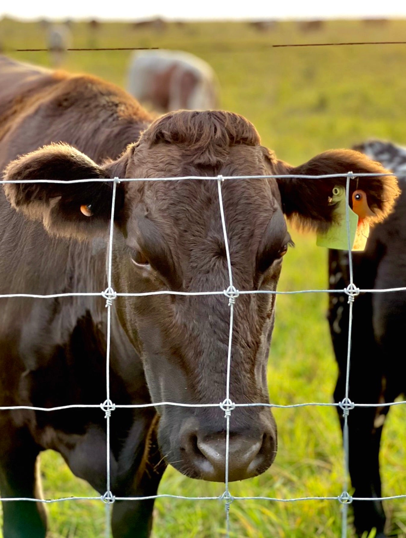 Grazing and Gazing Photograph